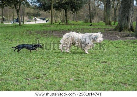 Two lively dogs explore a spacious park, one bounding ahead while the other follows, surrounded by nature as sunlight filters through the trees.