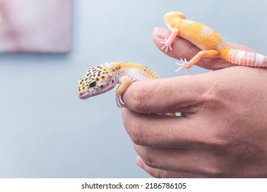 Two lively leopard geckos rest and crawl on their owner's hand. A reptile lover, pet owner or herpetologist. - Shutterstock ID 2186786105