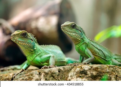 Lezard Images Photos Et Images Vectorielles De Stock Shutterstock