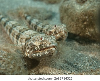 two lizardfish close up  underwater mating 