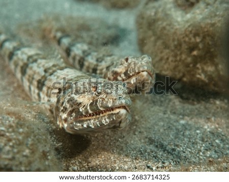 two lizardfish close up  underwater mating 