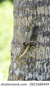 Two lizards mating while clinging to a textured tree trunk, natural reptile behavior, vibrant scales, and intricate details in their habitat