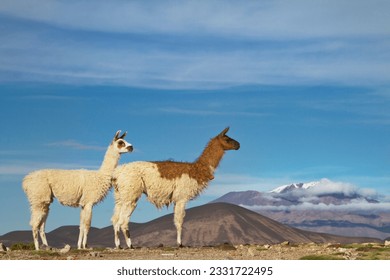 Two llamas and volcano; Mouse in the rocks; Llama and volcano; Andean fox; Back light young llama; Bolivia; Baird's sandpiper; Laguna Chaxa, Chile; Vicuna and flamingos; Chilean altiplano