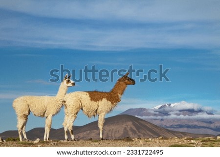Two llamas and volcano; Mouse in the rocks; Llama and volcano; Andean fox; Back light young llama; Bolivia; Baird's sandpiper; Laguna Chaxa, Chile; Vicuna and flamingos; Chilean altiplano