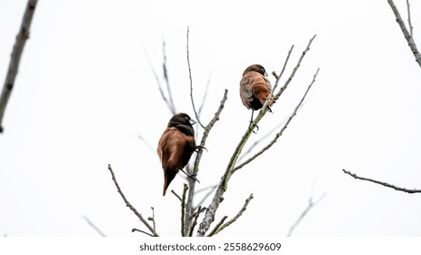 Two lonchura malacca birds perched on bare branches against a clear white sky background. - Powered by Shutterstock