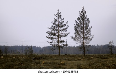Two lonely trees 