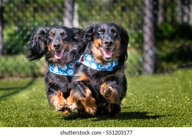 Two long hair dachshunds  running