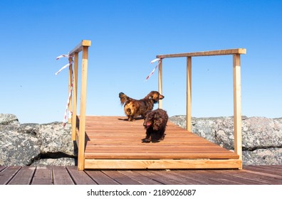 Two Long Haired Dachschunds Walking On A Pier On Lake, Weiner Dog Looking Away, Small Long Haired Doxie Friends, Animal Friendship