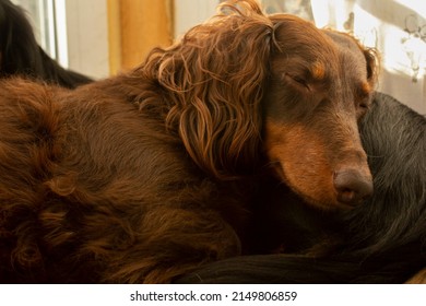 Two long haired dachshund sleeping