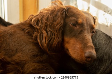 Two long haired dachshund sleeping