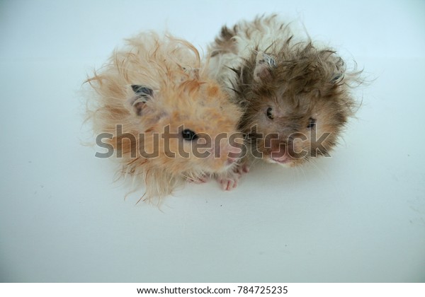 Two Long Haired Hamsters Stock Photo Edit Now 784725235