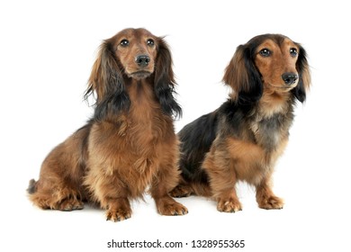 two long haired red Dachshund sitting  in a white photo  studio background