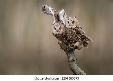 Two Long-eared owls looking at the camera sitting outdoors on a branch