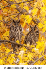 Two long-eared owls which migrated to Toronto Ontario, is seen here perching in a maple tree.