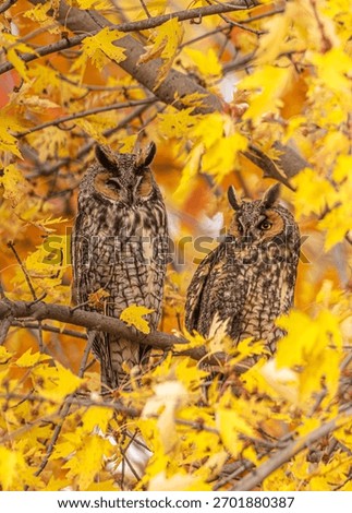 Two long-eared owls which migrated to Toronto Ontario, is seen here perching in a maple tree.