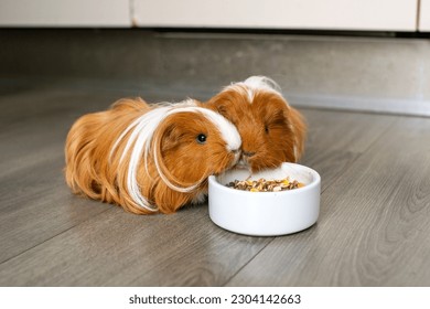 Two long-haired guinea pigs eat food from a plate indoors - Powered by Shutterstock