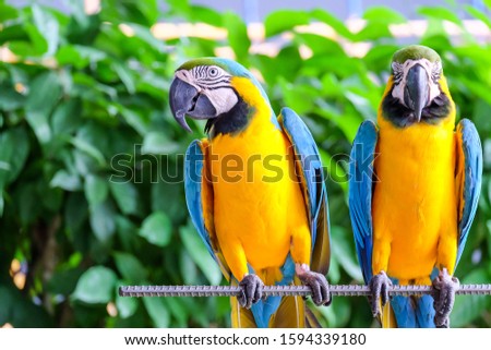 two long-tailed macaw parrot with colorful feathers. Macaw bird close up.Blue-yellow macaw parrot portrait. has a background of nature Soft focus with blurred background.