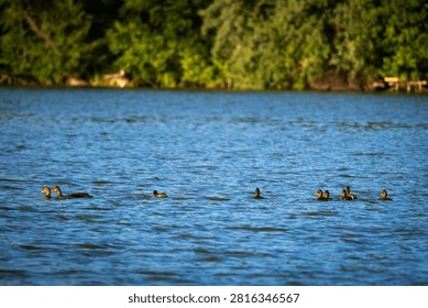 Two loose clusters of ducks navigate the lake turning toward each other as the light warms the scene a candid study of social behavior movement and space on open water