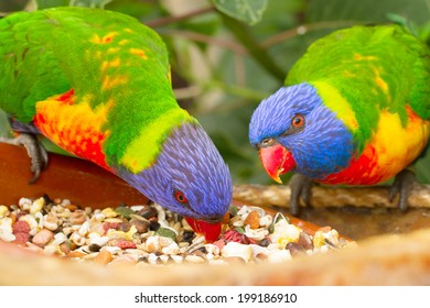 two lorri parrots eating food close up