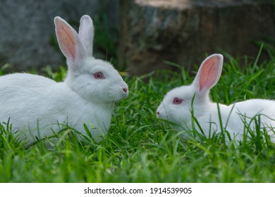 Two In Love White Rabbits In The Garden