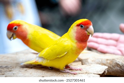 Two lovebird (Agapornis roseicollis) also known as rosy collared or peach faced lovebird. Two colorful parrots male and female are together - Powered by Shutterstock