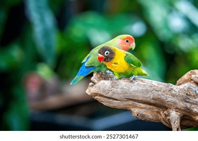 Two lovebird (Agapornis roseicollis) also known as rosy collared or peach faced lovebird. Two colorful parrots male and female are together - Powered by Shutterstock