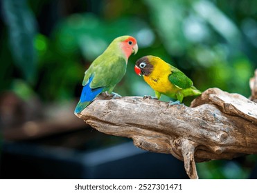 Two lovebird (Agapornis roseicollis) also known as rosy collared or peach faced lovebird. Two colorful parrots male and female are together - Powered by Shutterstock