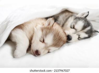 how many hours a day do malamutes sleep