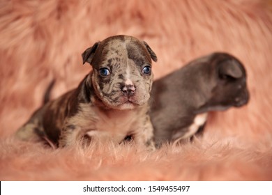 Two Lovely American Bully Dogs Sitting,one Staring At Camera In The Spotlight And The Other Being Blurred On Pink Studio Background