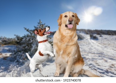 Two Lovely Dogs In The Snow. Pets In The Winter Background.