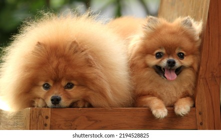 Two Lovely Fluffy Brown Pomeranian Dogs.