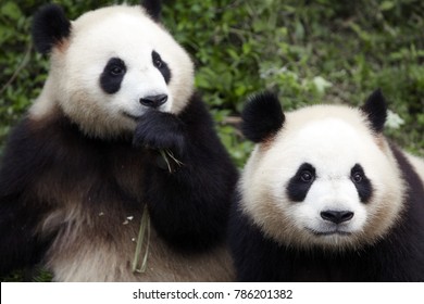 two lovely giant panda bear eating bamboo shoots
