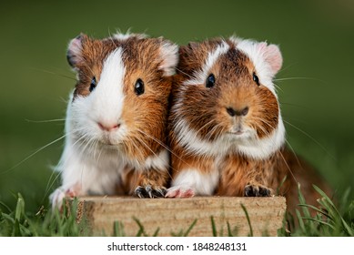 Two lovely guinea pigs on the lawn in summer