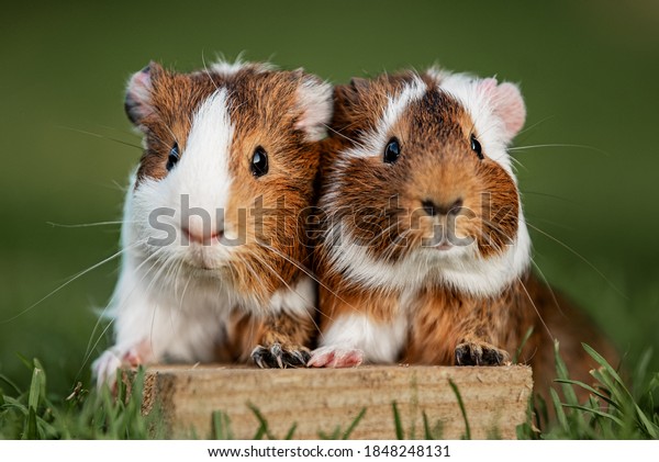 Two lovely\
guinea pigs on the lawn in\
summer
