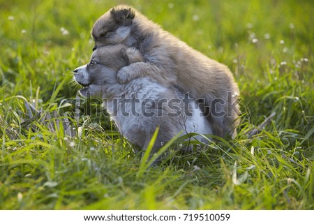 Similar – Foto Bild Collie Hündin mit Frischling