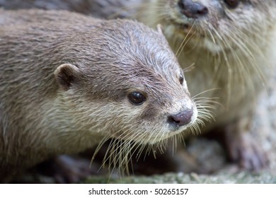 Two Lovely Sea Otters