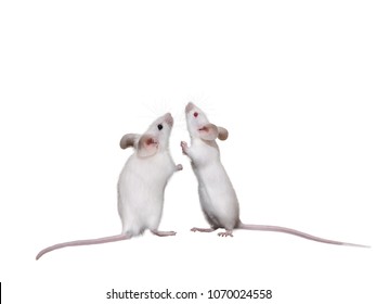 Two Lovely White Mice Rodents Isolated Stock Photo 1070024558 ...