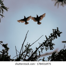 Two Loving Birds Flying Together