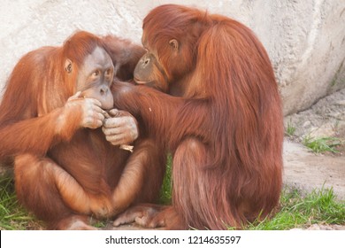 Two Loving Orangutans Grooming Caring