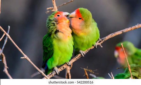 Two loving Rosy faced lovebirds