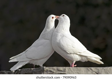 Two Loving White Doves