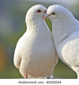 Two Loving White Doves