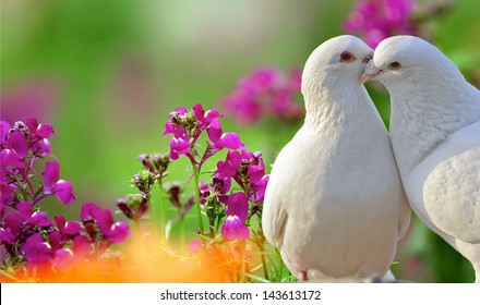 Love birds pigeon images download free