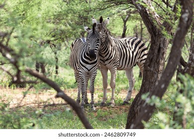 two loving zebras interacting in the bush - Powered by Shutterstock