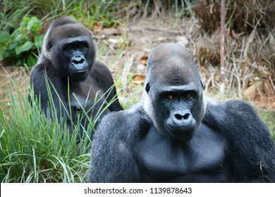 Two Lowland Gorillas 