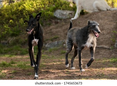 are lurcher puppies lazy