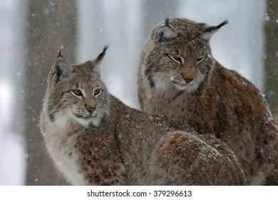 2,109 Two lynx Images, Stock Photos & Vectors | Shutterstock