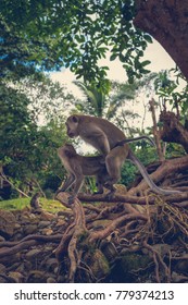 Two Macaque Monkeys Mating