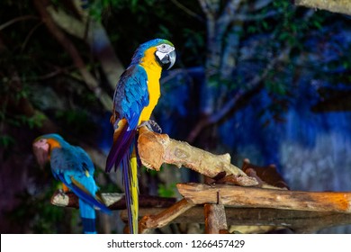 Two Macaw In Chiang Mai Night Safari, Thailand