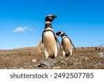 Two Magellanic Penguins standing with the blue sky background.  Magdalena Island, Punta Arenas, Chile.